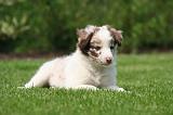BORDER COLLIE 1536